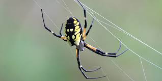 Garden Spider