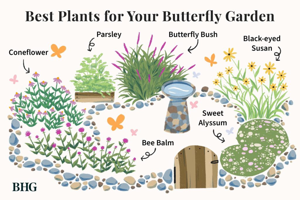 How To Create A Butterfly Garden